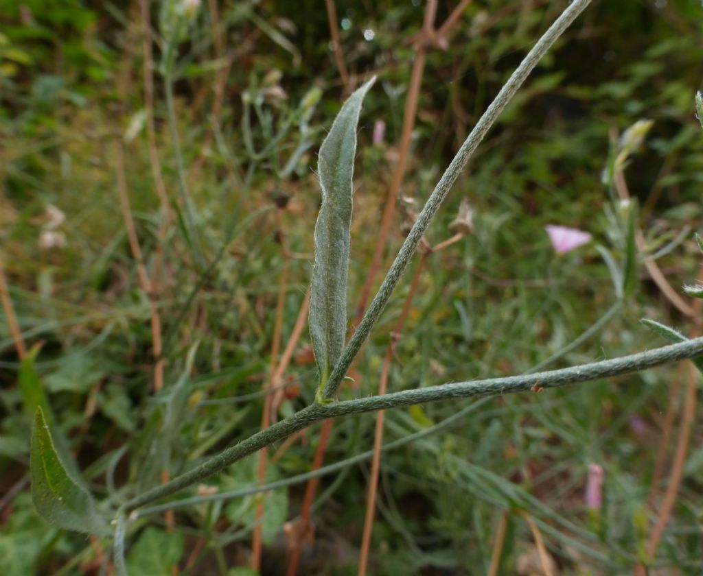 Convolvulus cantabrica